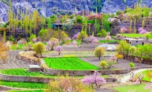 hunza and skardu blossom tour hunza and skardu blossom tour