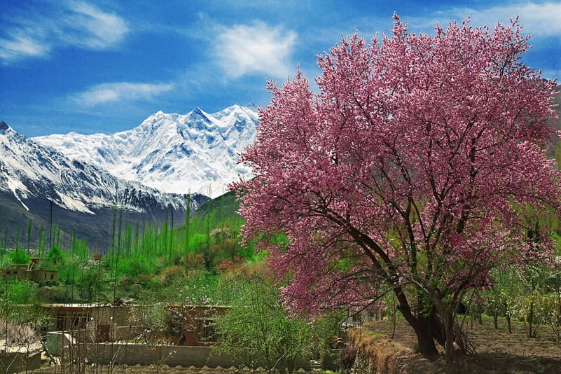 cherry apricot blossom hunza