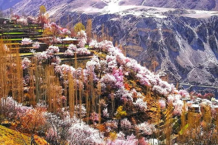 hunza apricot blossom tour
