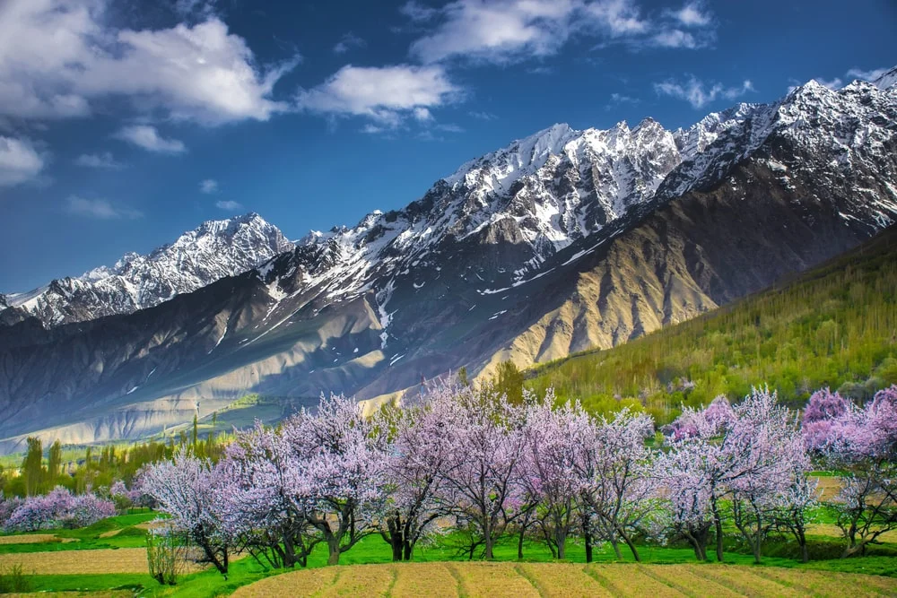 skardu shigar blossom tour