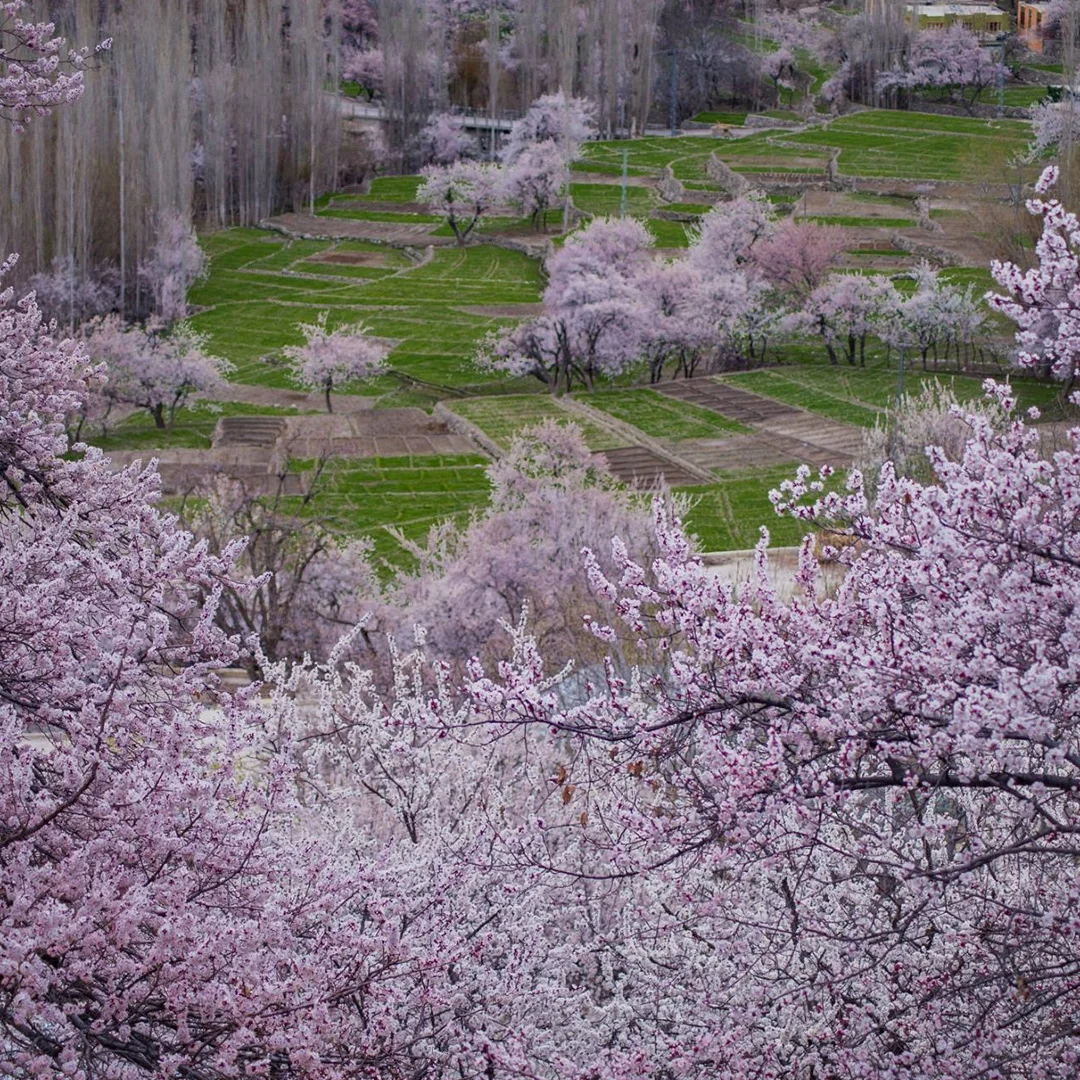 skardu spring blossom tour